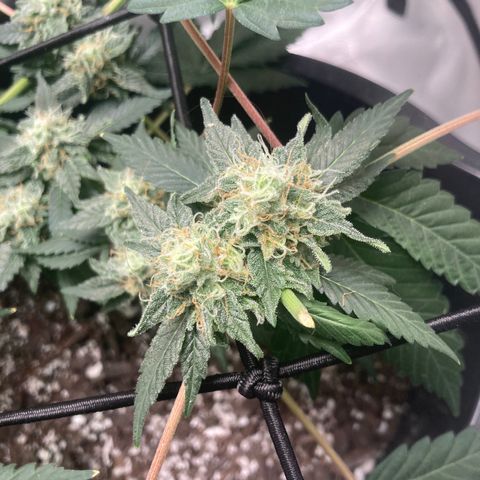 Karen growlog photo: Top buds harvested yesterday 