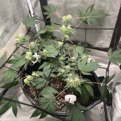 Karen growlog timeline photo