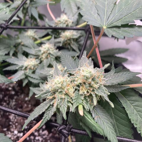 Karen growlog timeline photo