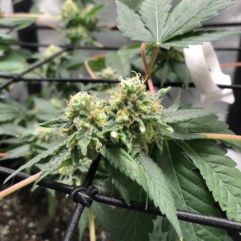 Karen growlog timeline photo
