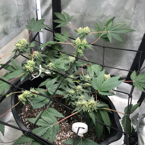 Karen growlog timeline photo
