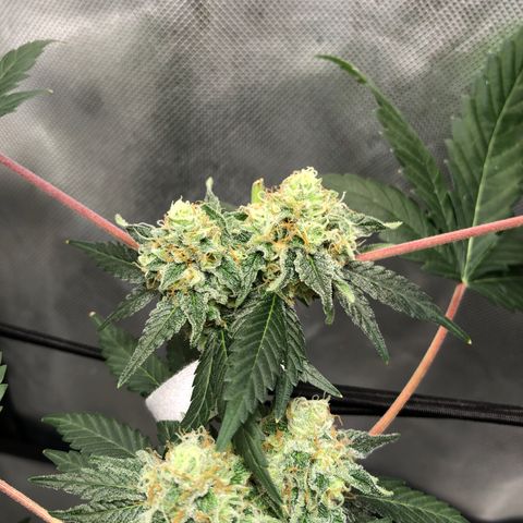 Karen growlog timeline photo