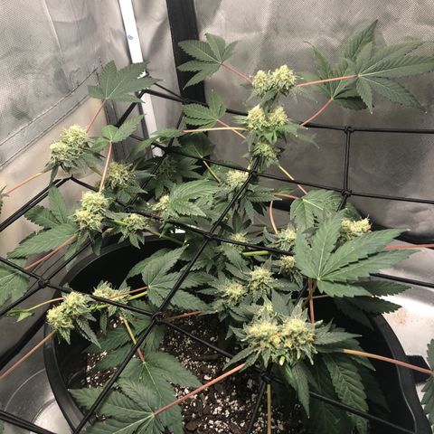 Karen growlog timeline photo