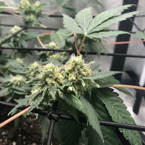 Karen growlog timeline photo
