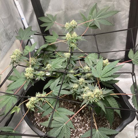 Karen growlog timeline photo