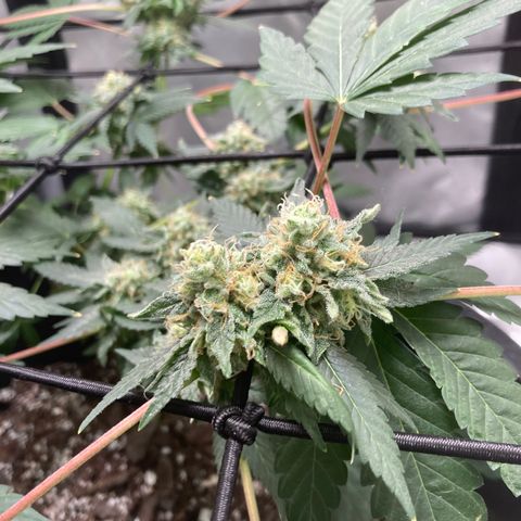 Karen growlog timeline photo