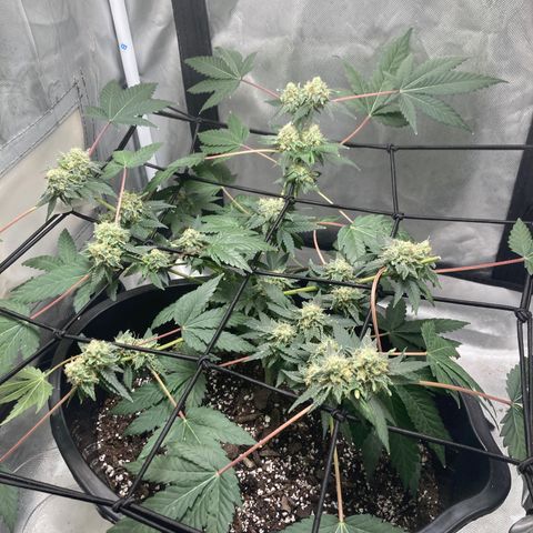 Karen growlog timeline photo