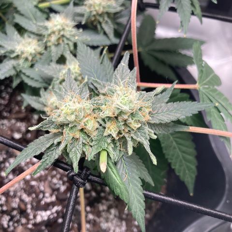 Karen growlog timeline photo
