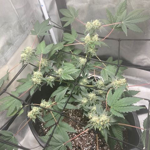 Karen growlog timeline photo