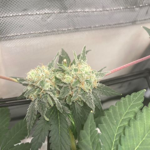 Karen growlog timeline photo