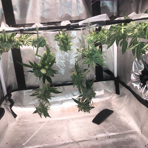 Karen growlog timeline photo