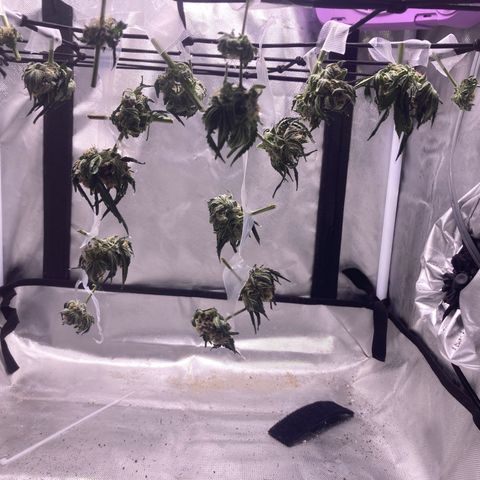 Karen growlog timeline photo