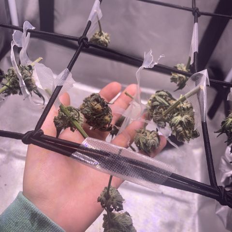Karen growlog timeline photo