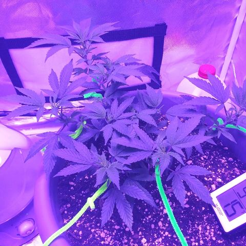 Clone growlog timeline photo