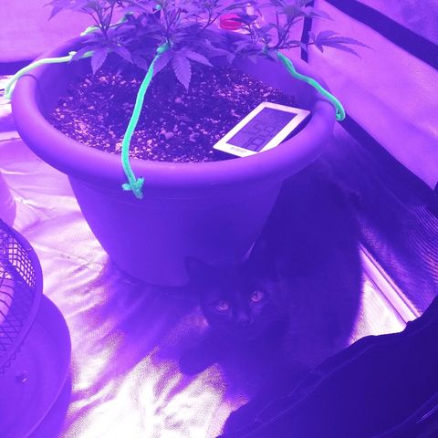 Clone growlog timeline photo