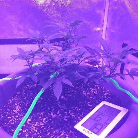 Clone growlog timeline photo