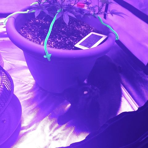 Clone growlog timeline photo