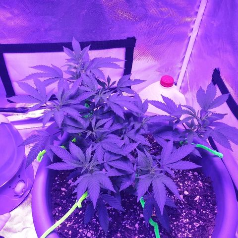 Clone growlog timeline photo