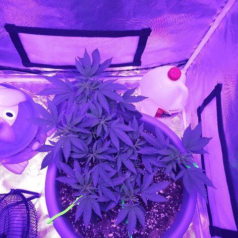 Clone growlog timeline photo