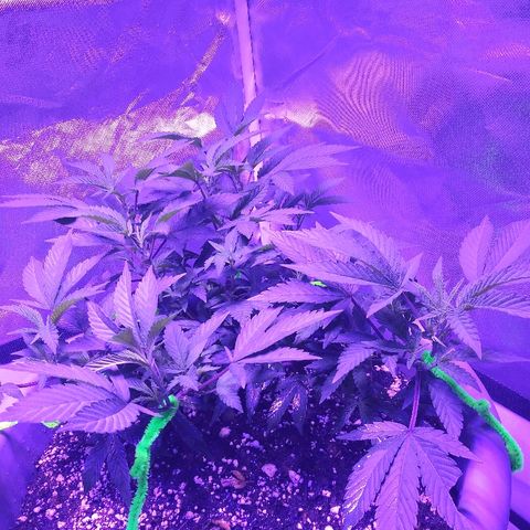 Clone growlog photo: Started big bloom
