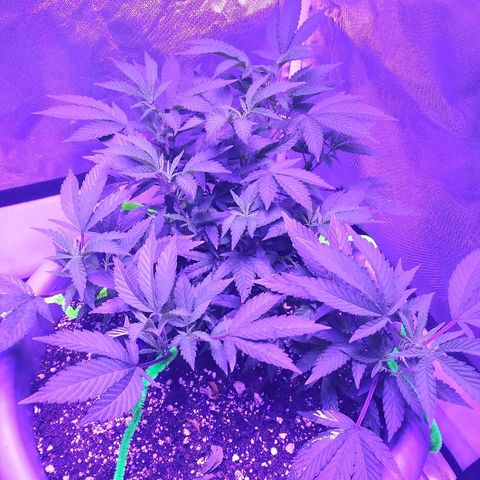 Clone growlog photo: Started big bloom