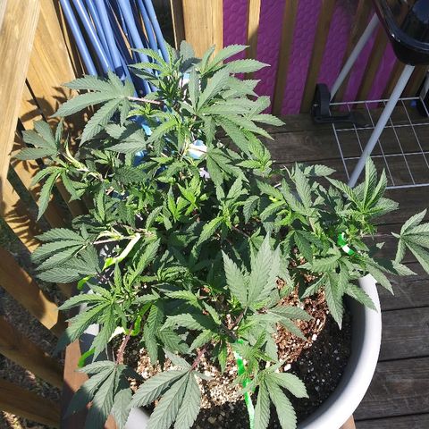 Clone growlog timeline photo