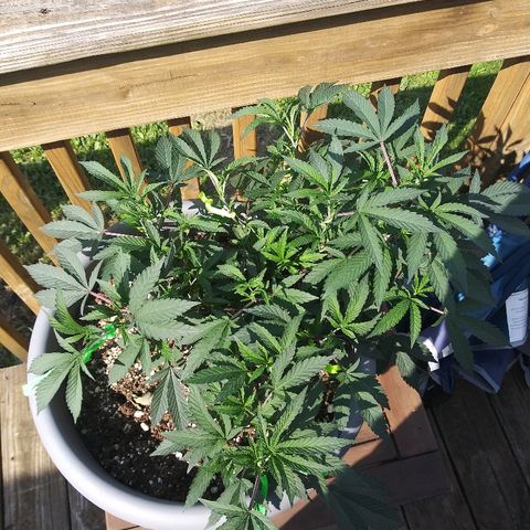 Clone growlog timeline photo