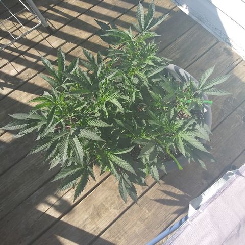 Clone growlog photo: 3rd day in the sun