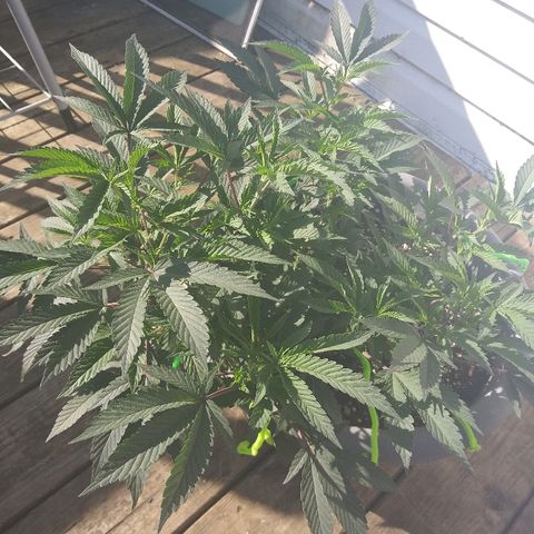 Clone growlog timeline photo