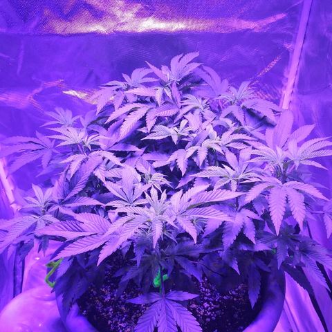 Clone growlog timeline photo