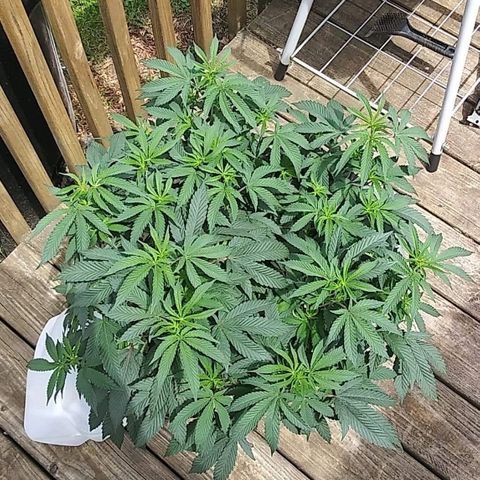 Clone growlog timeline photo