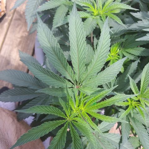 Clone growlog timeline photo