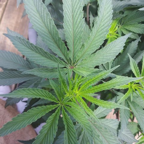 Clone growlog timeline photo