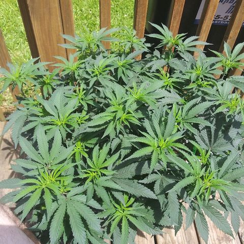 Clone growlog timeline photo