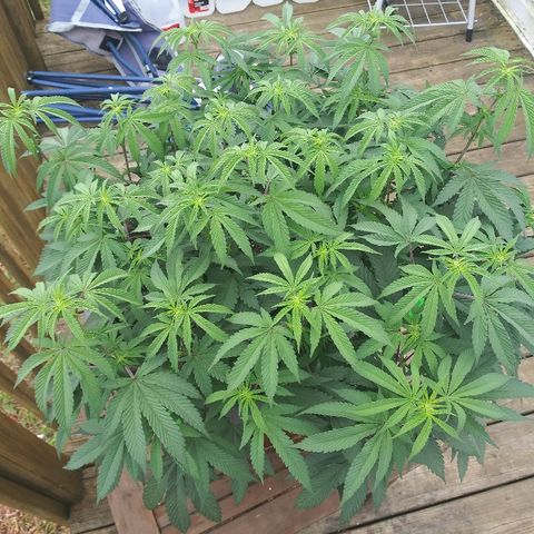 Clone growlog timeline photo