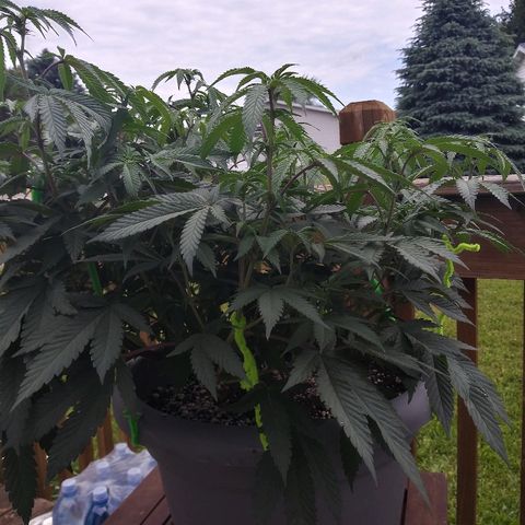 Clone growlog timeline photo