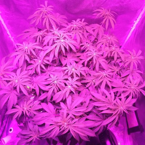 Clone growlog timeline photo