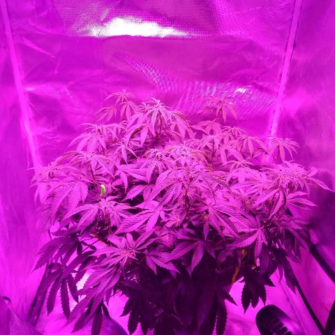 Clone growlog timeline photo
