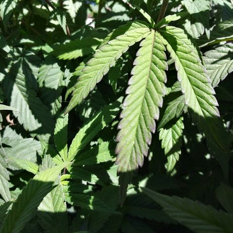 Clone growlog timeline photo