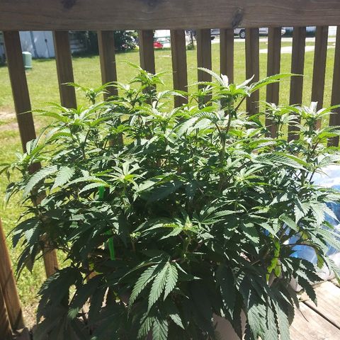 Clone growlog timeline photo