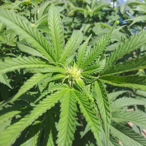 Clone growlog timeline photo