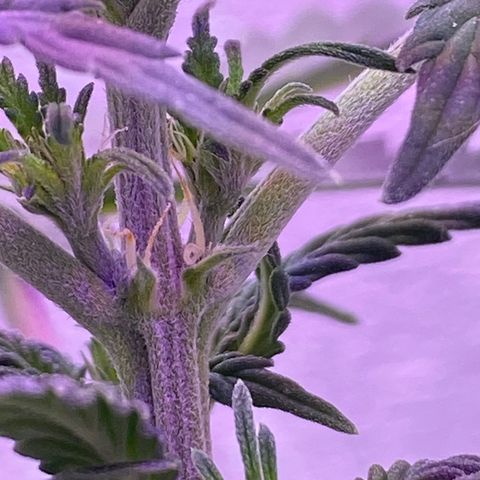 Шанти  growlog photo: Показала пол
