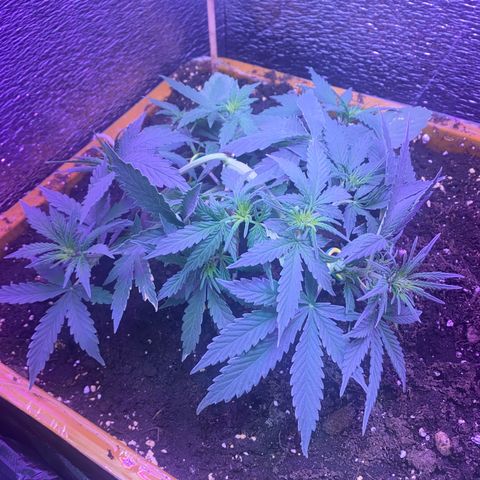 Шанти  growlog timeline photo