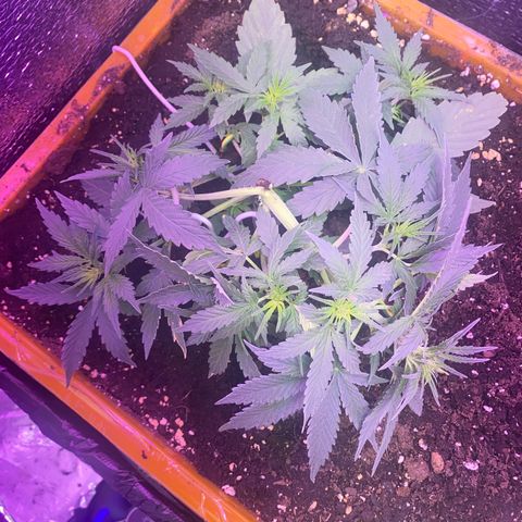 Шанти  growlog timeline photo