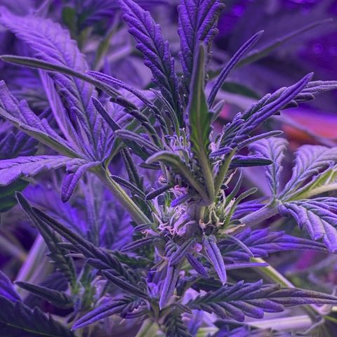 Шанти  growlog timeline photo