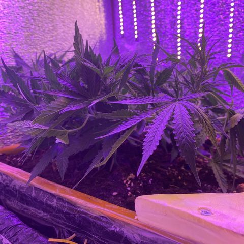Шанти  growlog timeline photo