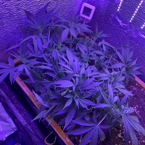 Шанти  growlog timeline photo