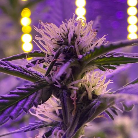 Шанти  growlog timeline photo