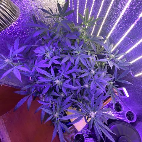 Шанти  growlog timeline photo