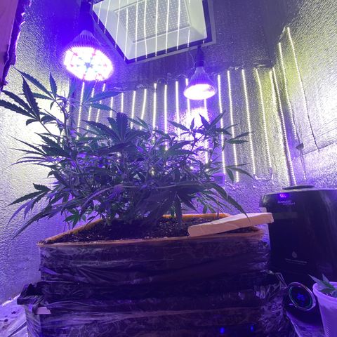 Шанти  growlog timeline photo